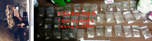 прущие грибы Бежецк